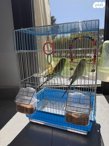 תמונת מודעה - חיות מחמד