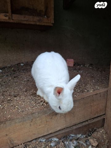 תמונת מודעה - חיות מחמד