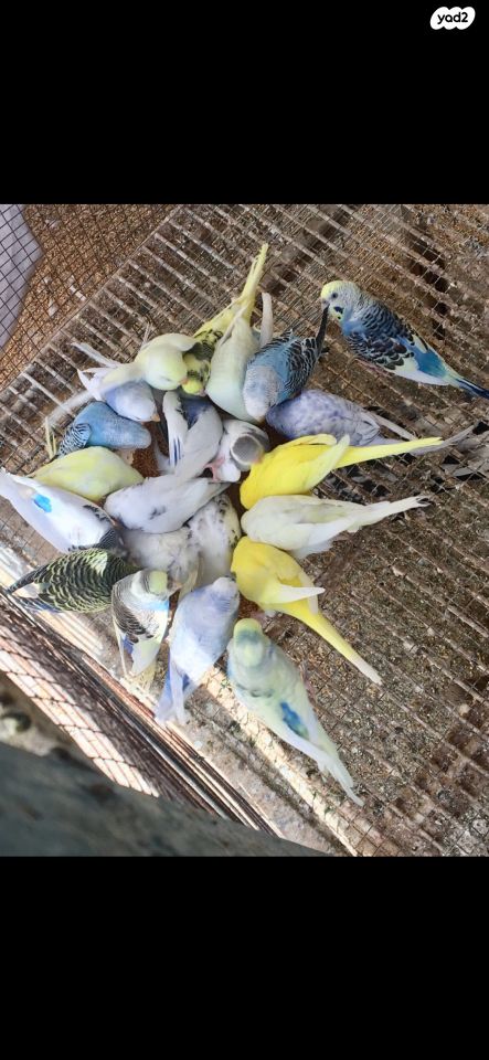 תמונת מודעה - חיות מחמד