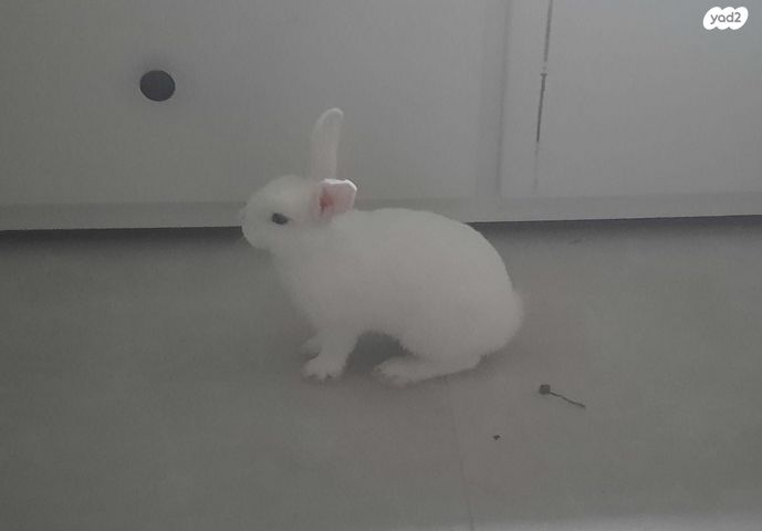 תמונת מודעה - חיות מחמד