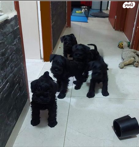 תמונת מודעה - חיות מחמד