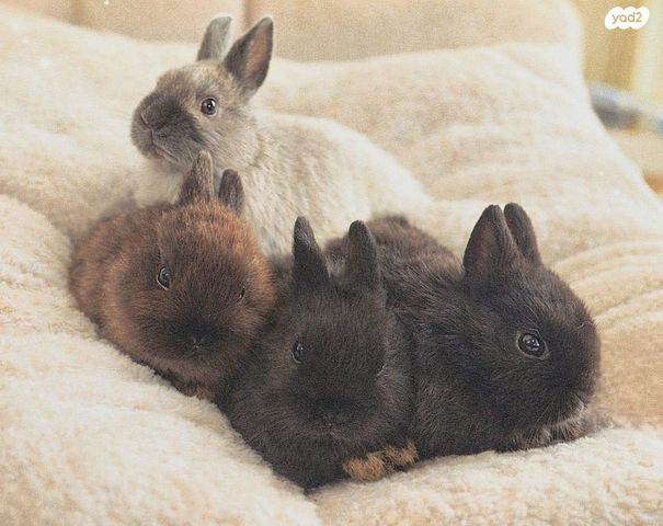 תמונת מודעה - חיות מחמד