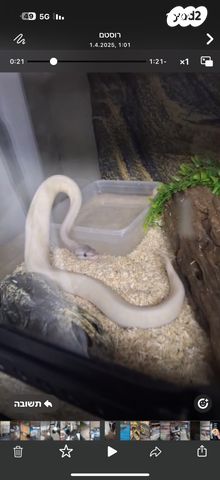 תמונת מודעה - חיות מחמד