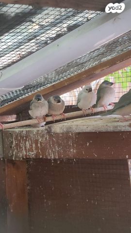 תמונת מודעה - חיות מחמד