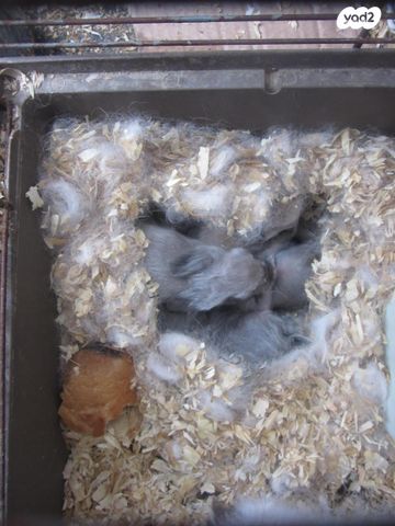 תמונת מודעה - חיות מחמד