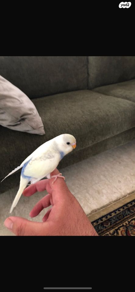 תמונת מודעה - חיות מחמד