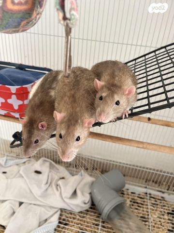 תמונת מודעה - חיות מחמד