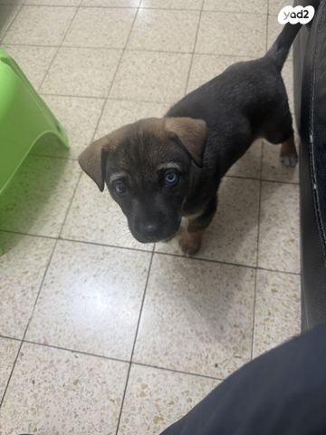 תמונת מודעה - חיות מחמד