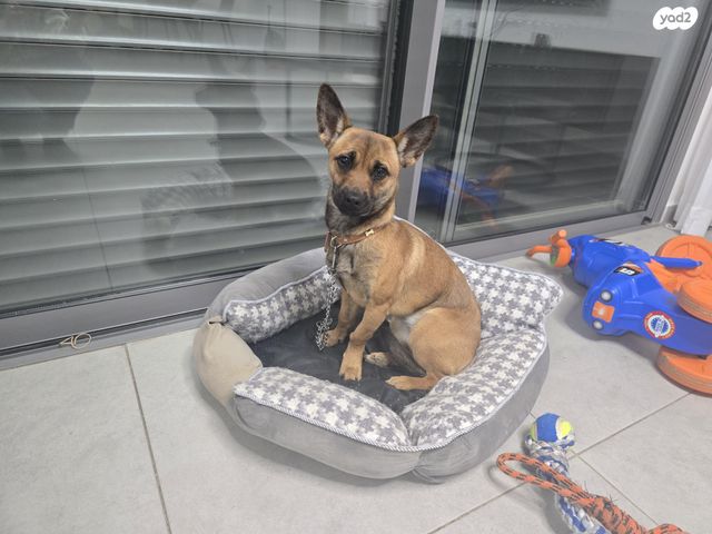 תמונת מודעה - חיות מחמד