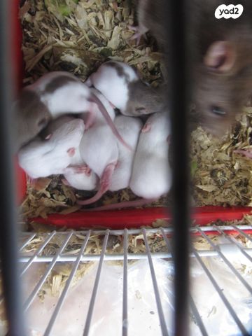 תמונת מודעה - חיות מחמד