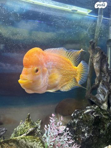 תמונת מודעה - חיות מחמד