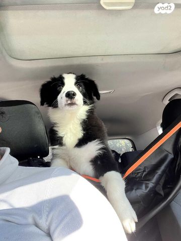 תמונת מודעה - חיות מחמד