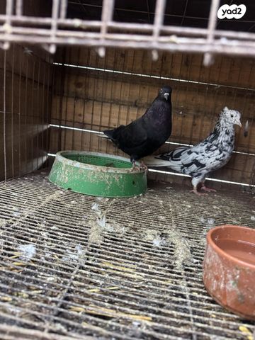 תמונת מודעה - חיות מחמד