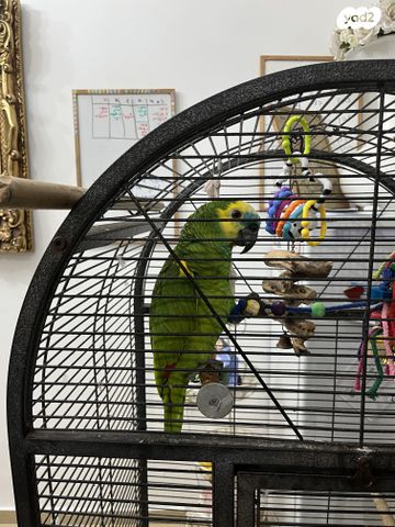 תמונת מודעה - חיות מחמד