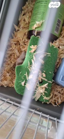 תמונת מודעה - חיות מחמד