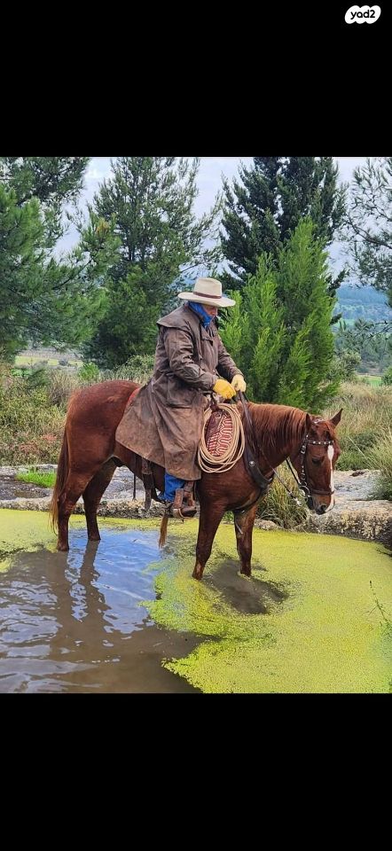 סוס מיזורי פוקס