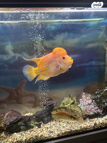 דג דגים טרופיים