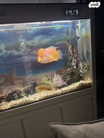 דג דגים טרופיים