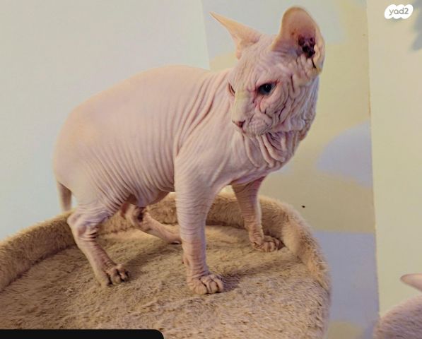 חתול ספינקס