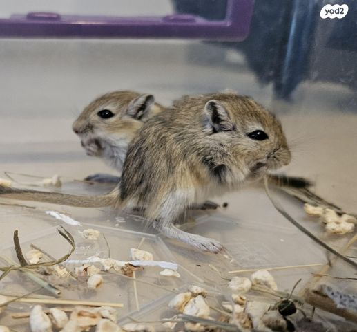 מכרסם גרביל