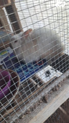 מכרסם ארנב ננסי