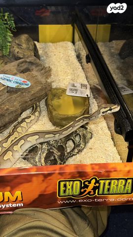 זוחל פיתון מתכדר