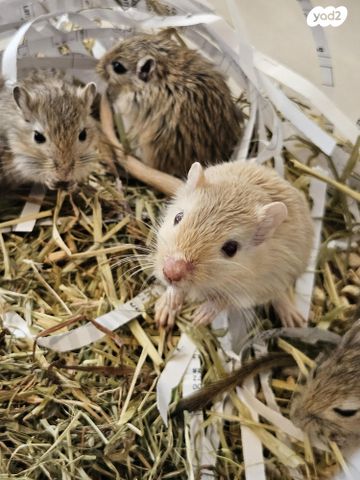 מכרסם גרביל