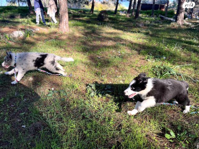 כלב בורדר קולי