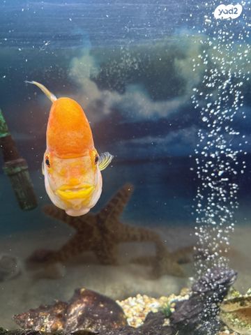 דג דגים טרופיים