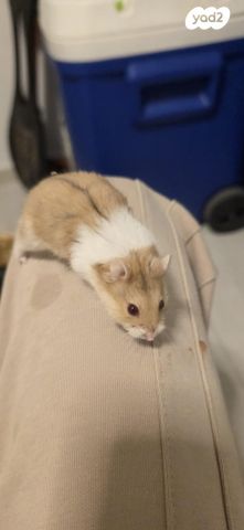 מכרסם אוגר סיבירי