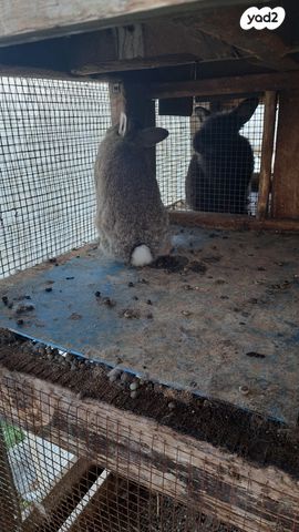 מכרסם ארנב ננסי