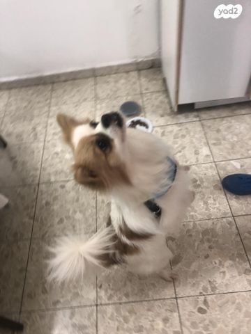 תמונת מודעה - חיות מחמד