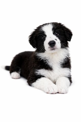 כלב בורדר קולי