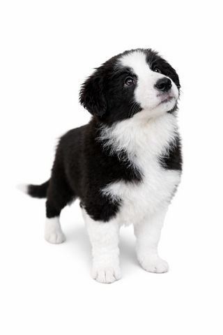 כלב בורדר קולי