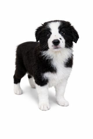 כלב בורדר קולי