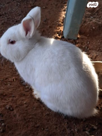 מכרסם ארנב ננסי