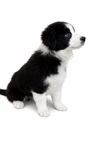 כלב בורדר קולי