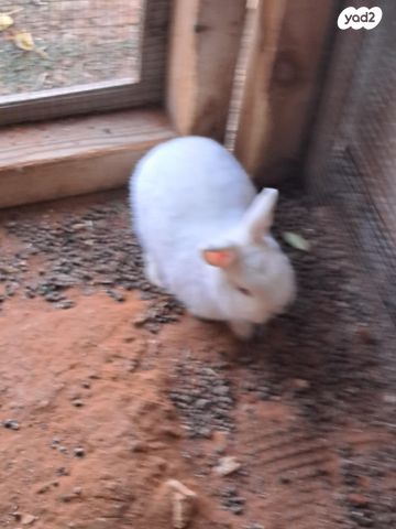 מכרסם ארנב ננסי