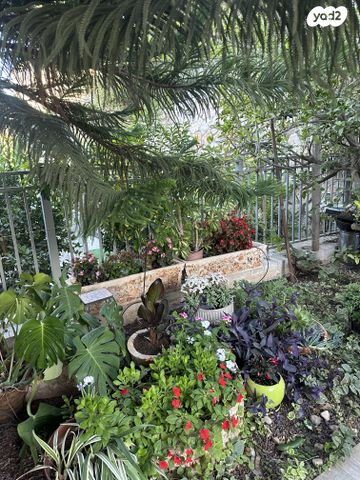 יורם פיצ'י בן מאיר 1