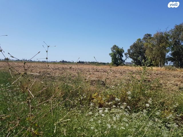 יוסף שפרינצק 1