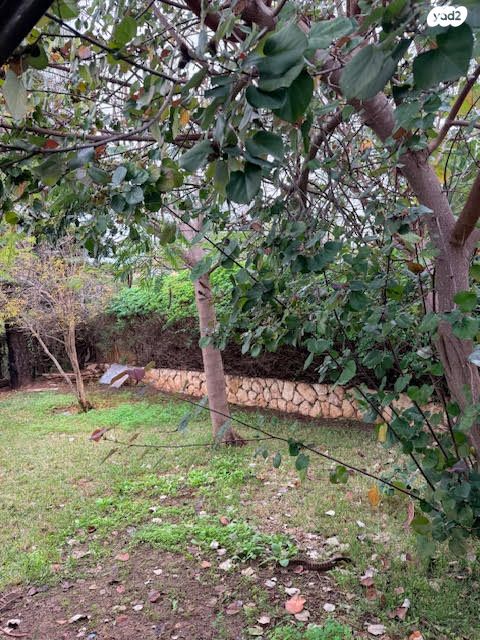 הרקפת רמת אפעל 12