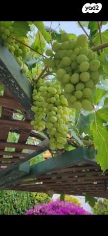 דופלקס, אקסודוס 5, מרינה, אשדוד