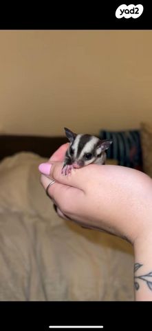 תמונת מודעה - חיות מחמד