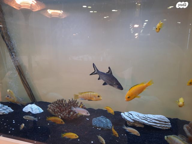 תמונת מודעה - חיות מחמד