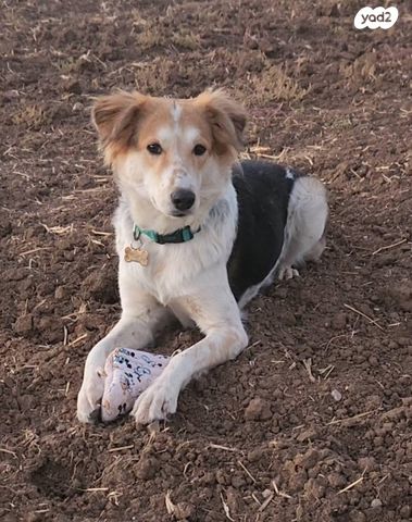 תמונת מודעה - חיות מחמד