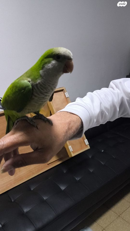 תמונת מודעה - חיות מחמד