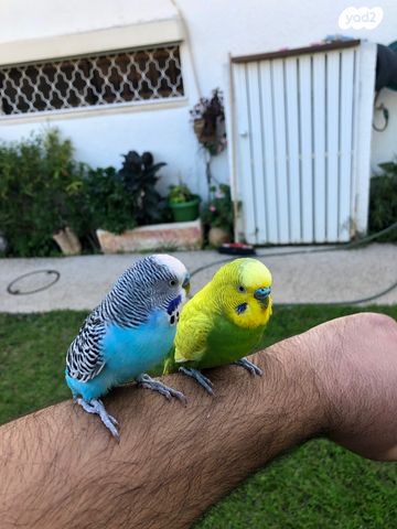 תמונת מודעה - חיות מחמד