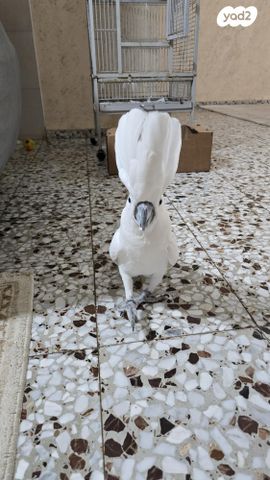 תמונת מודעה - חיות מחמד