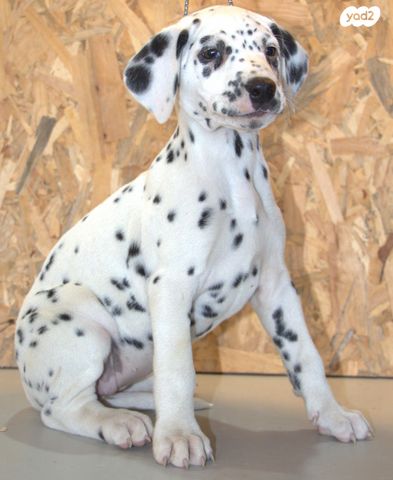 תמונת מודעה - חיות מחמד