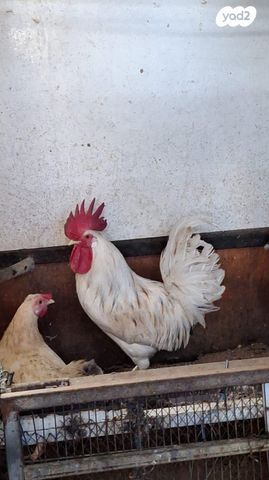 תמונת מודעה - חיות מחמד